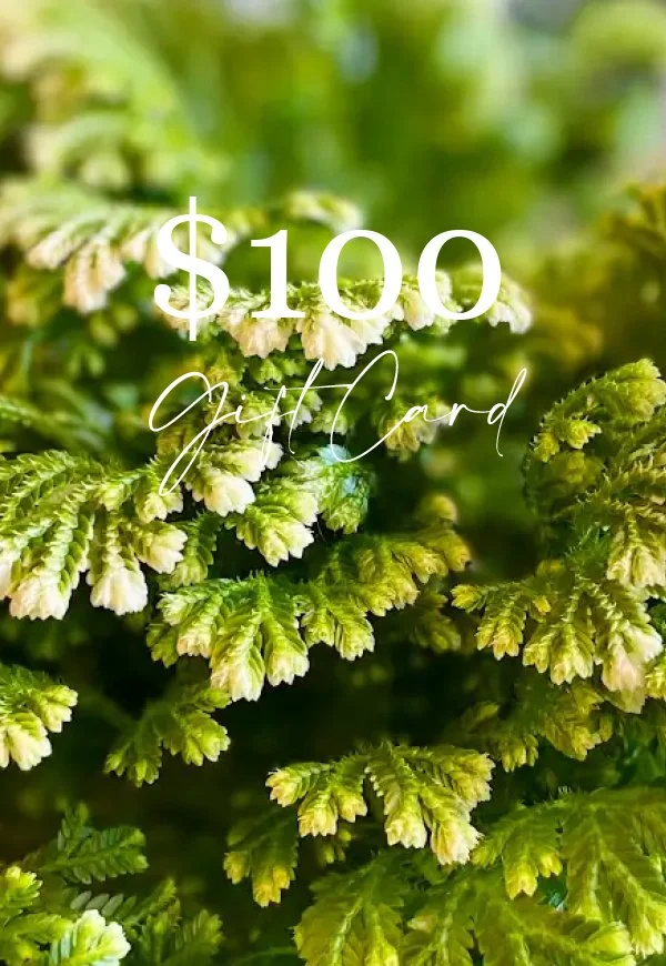 $100