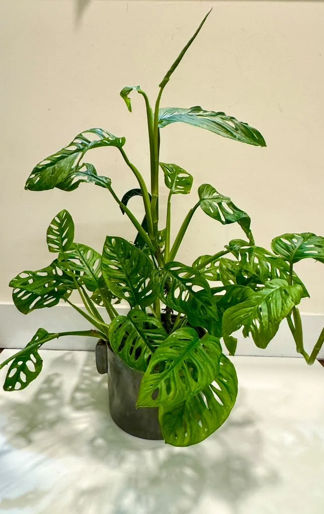 Monstera Adansonii (Swiss cheese).jpeg