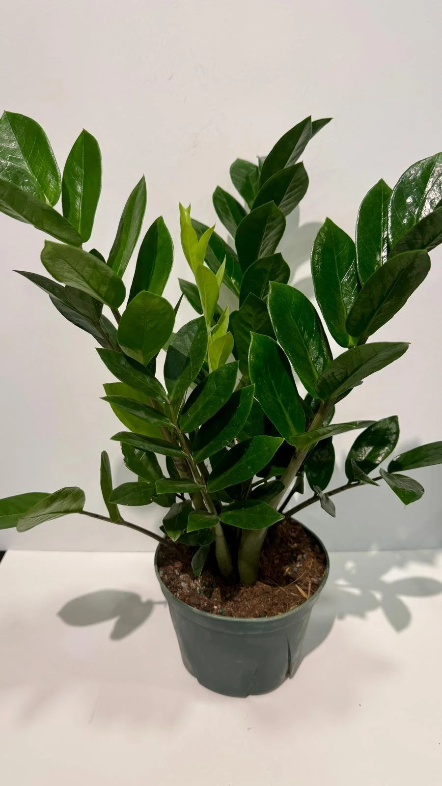 ZZplant.jpeg