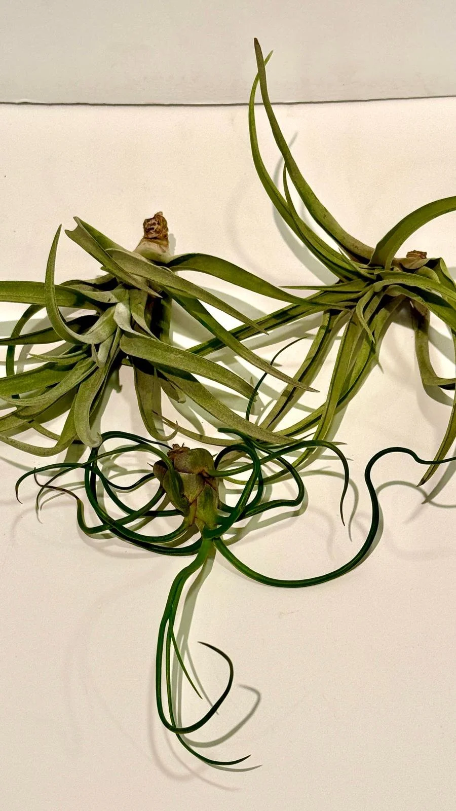 Air plant Medium1.jpeg