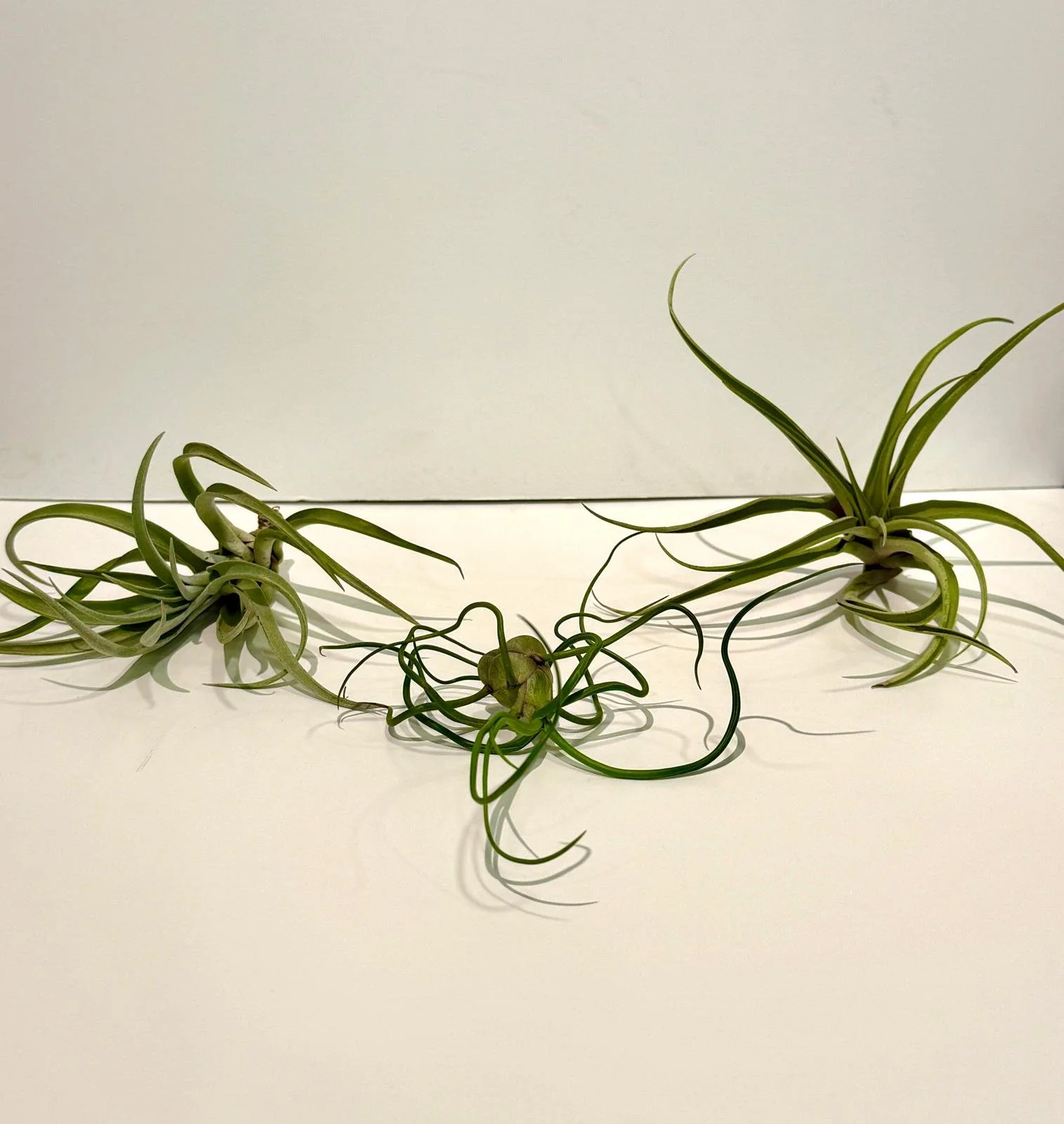 Air plant Medium.jpeg