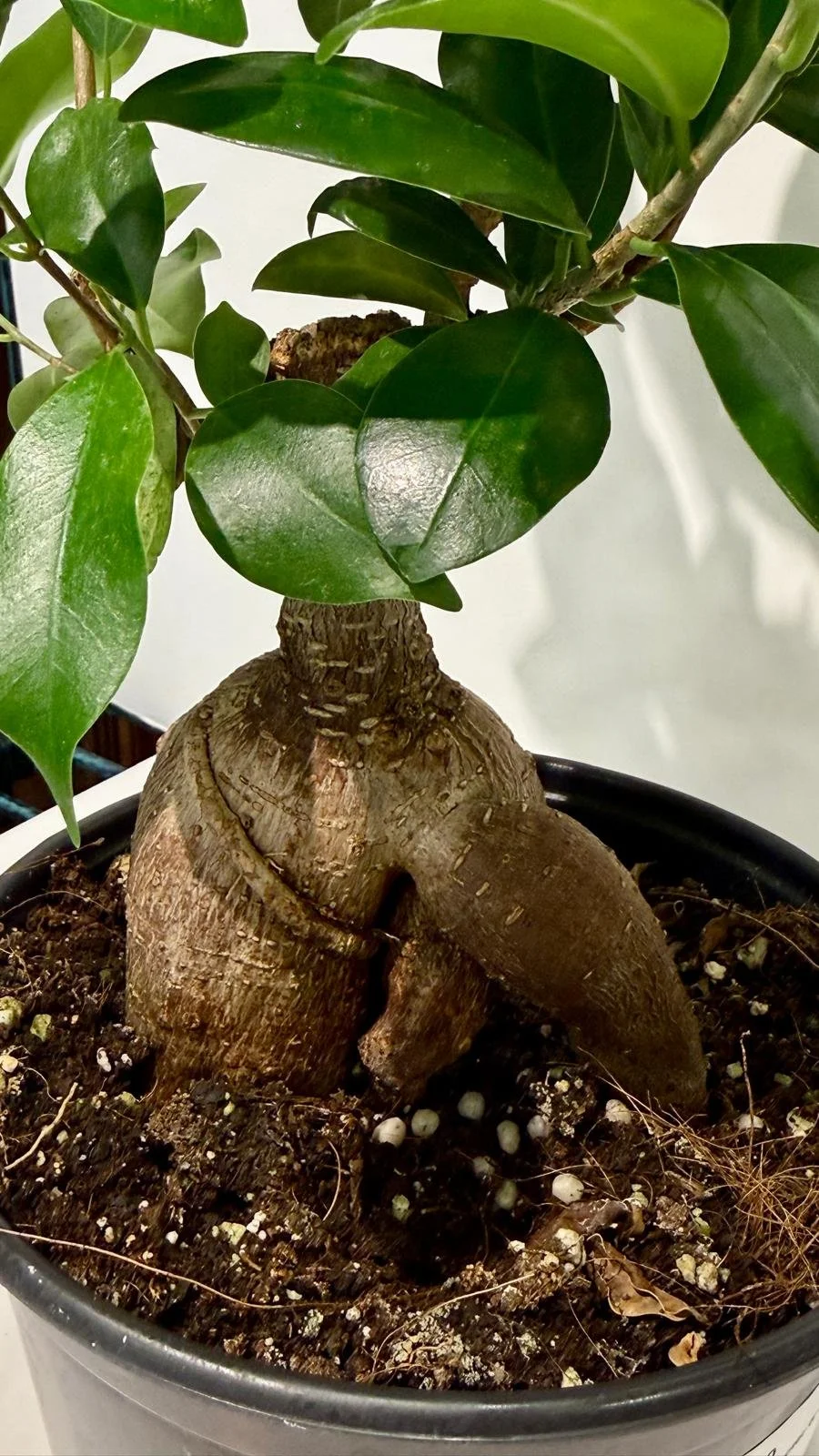 Ficus Ginseng Character 6”1.jpeg