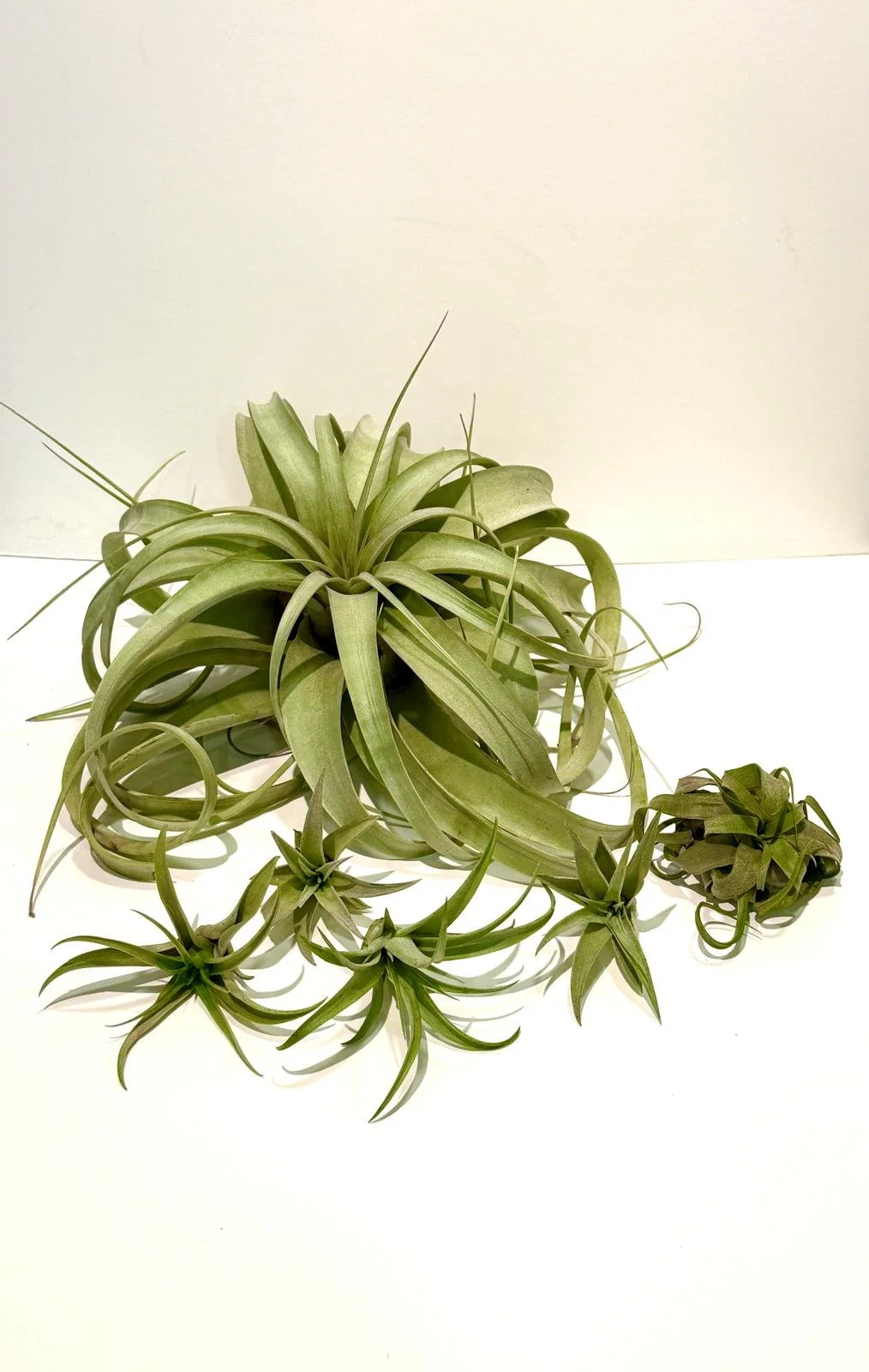 Air Plant Xerographica Jumbo2.jpeg