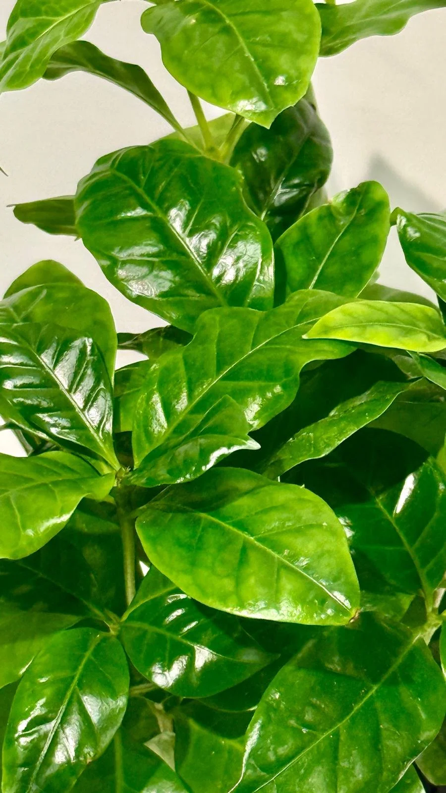 Coffee plant 4”1.jpeg