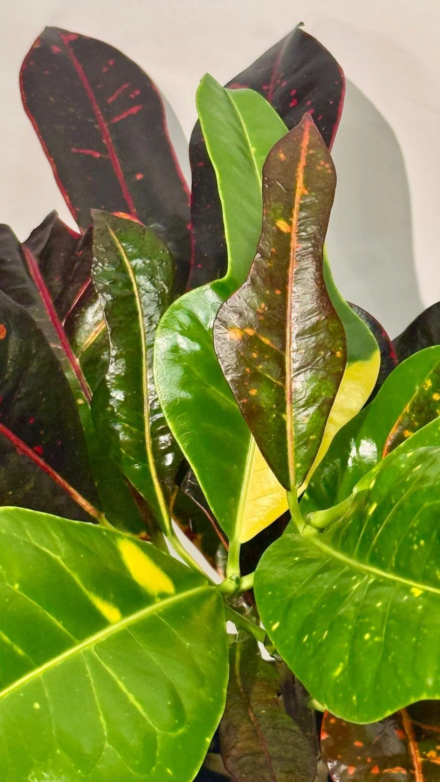 Croton1.jpeg