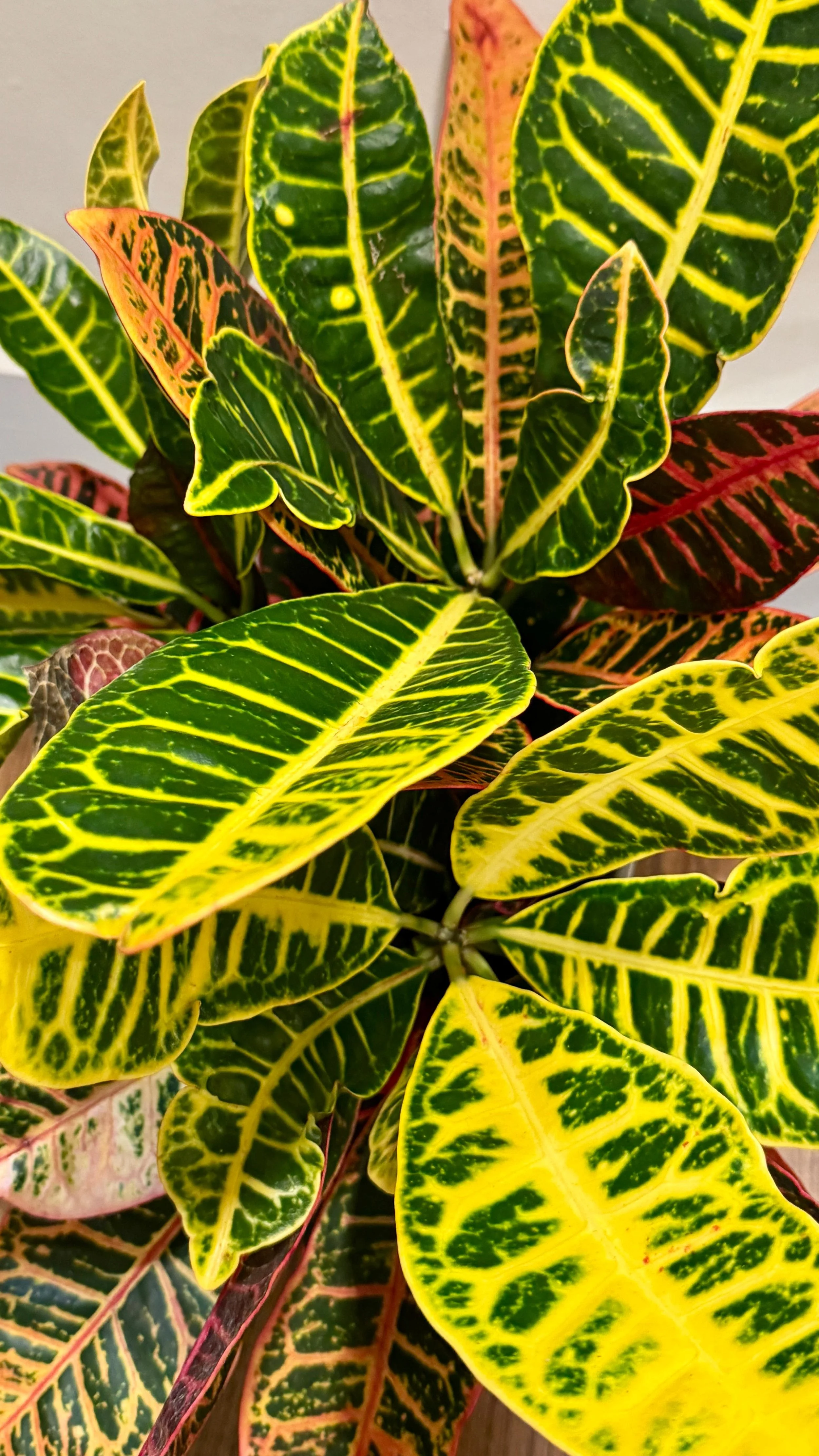 Croton (1).jpeg
