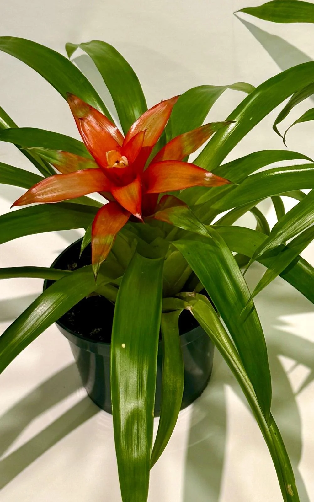 Bromeliad Guzmania 4”1.jpeg