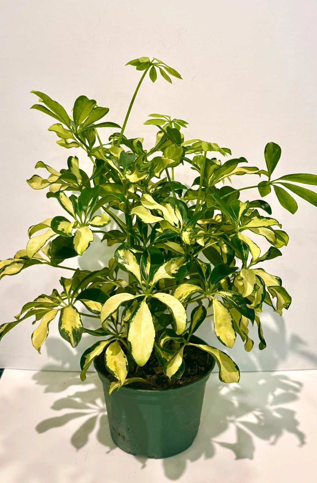 Schefflera Arboricola Variegated 6”.jpeg