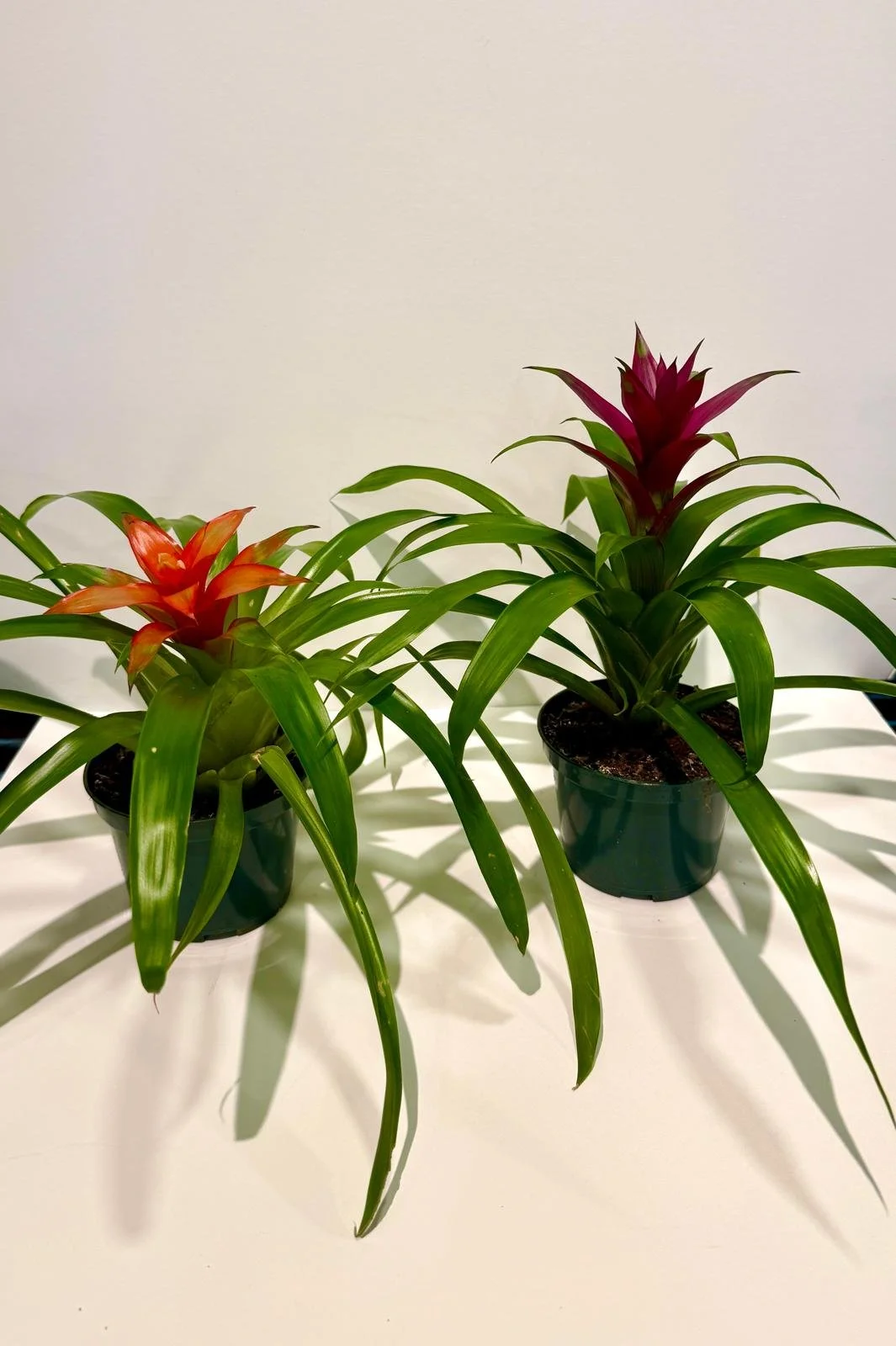 Bromeliad Guzmania 4”.jpeg