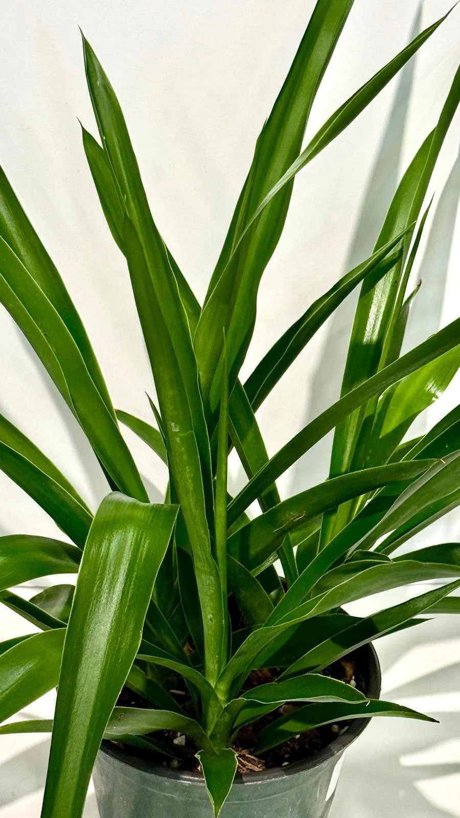 Yucca Cane Bush 6”1.jpeg
