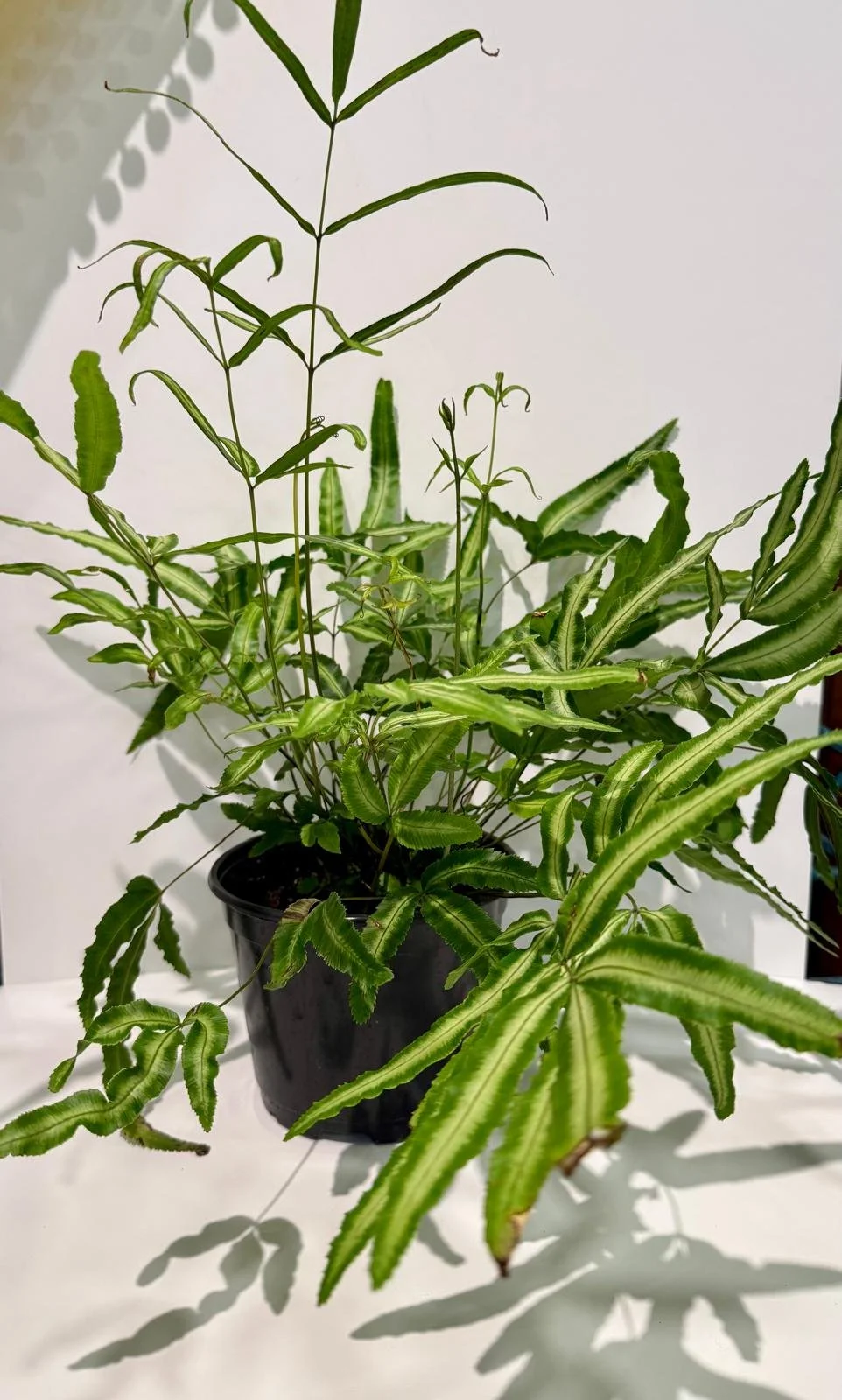Fern - Silver Ribbon