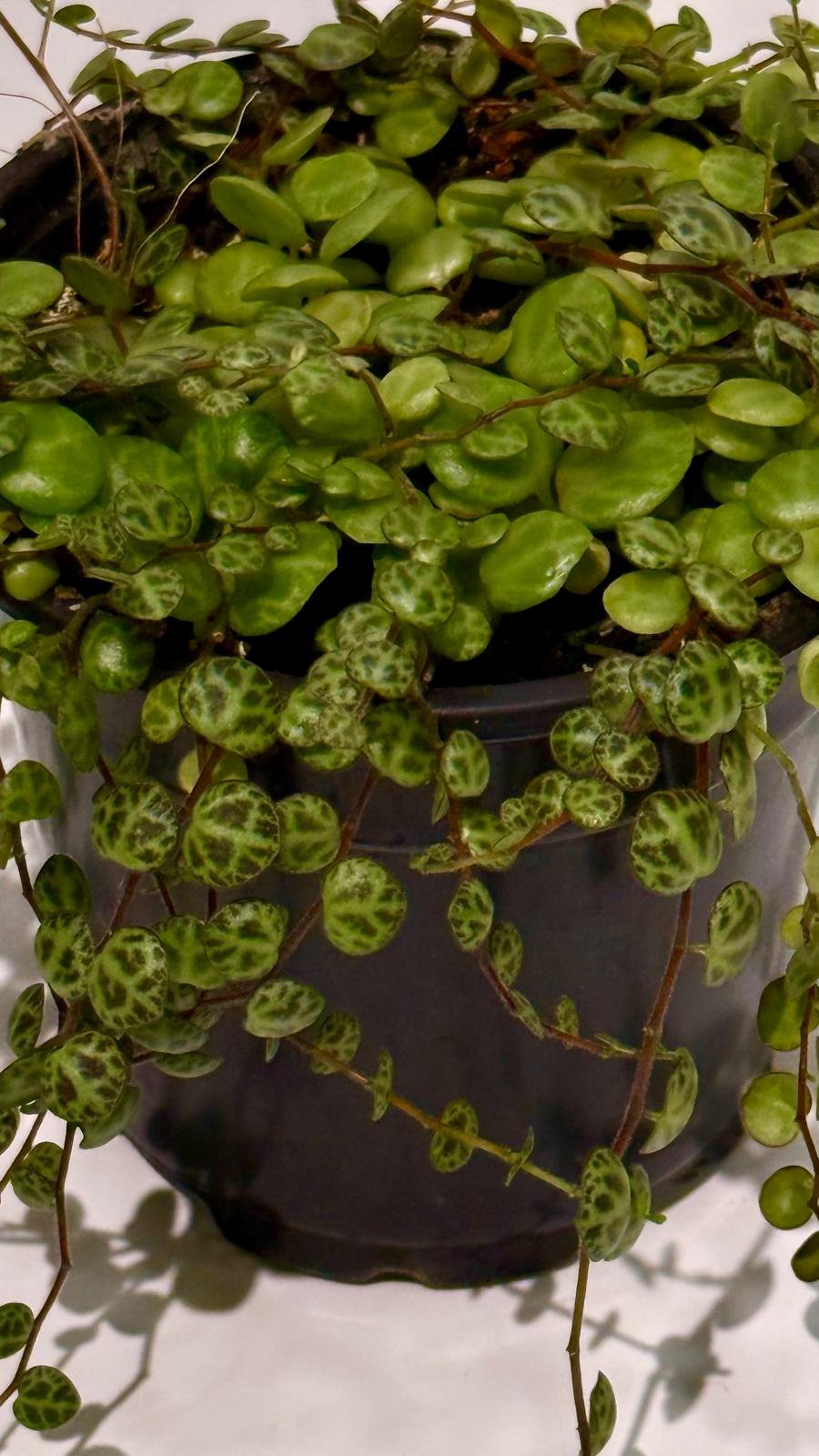 String of turtles1.jpeg