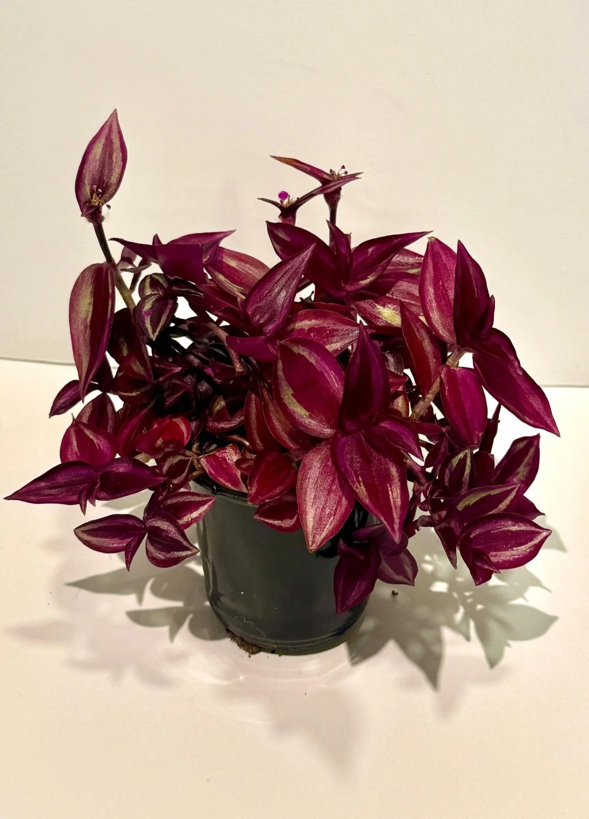 Tradescantia Zebrina Purple.jpeg