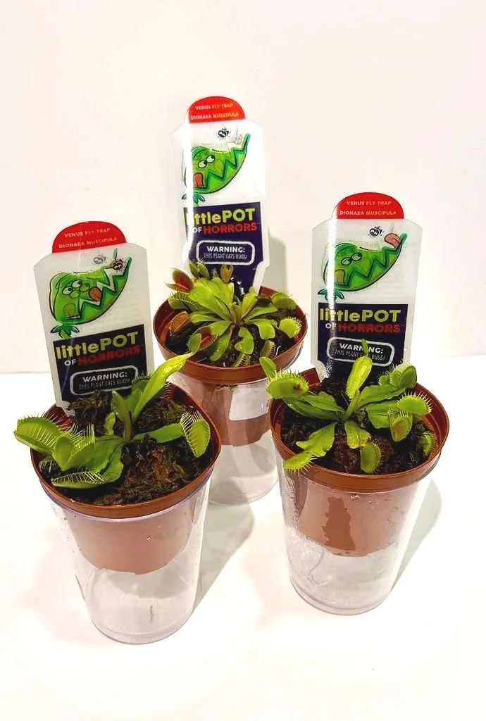 Venus+Fly+Trap+3%E2%80%9D.jpg