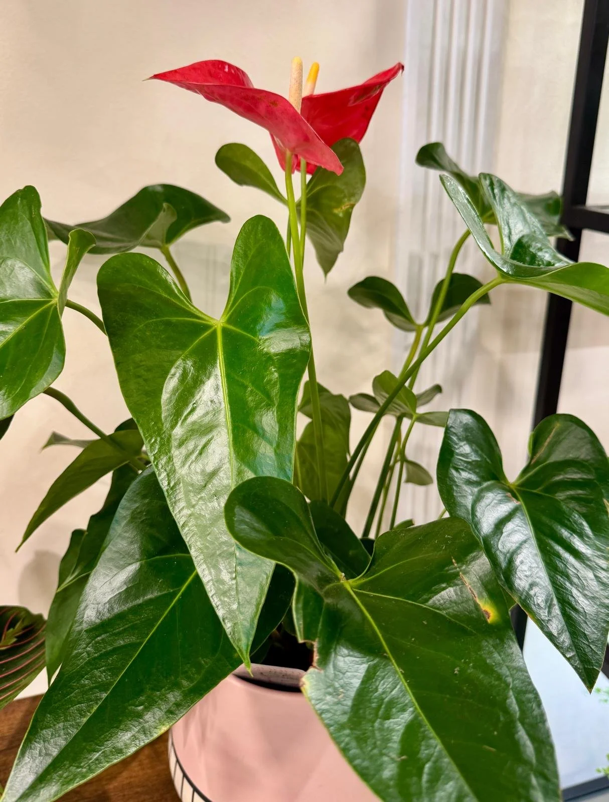 Anthurium1 6”.jpeg