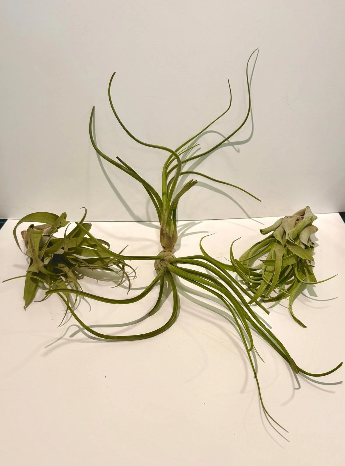 Air plant large.jpeg