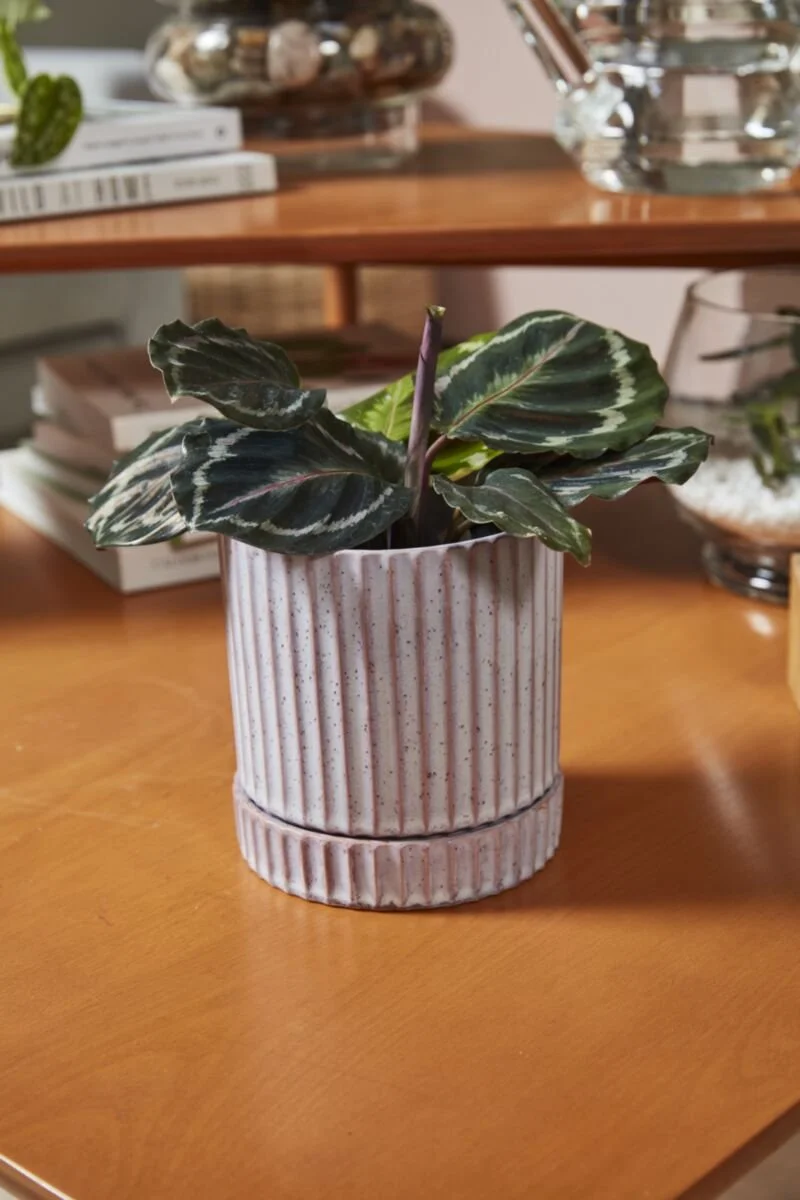Los Feliz Pot with Saucer (2).jpg