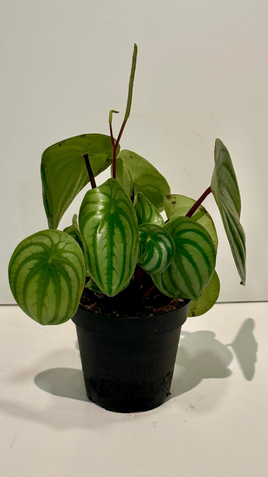 Peperomia watermelon.jpeg