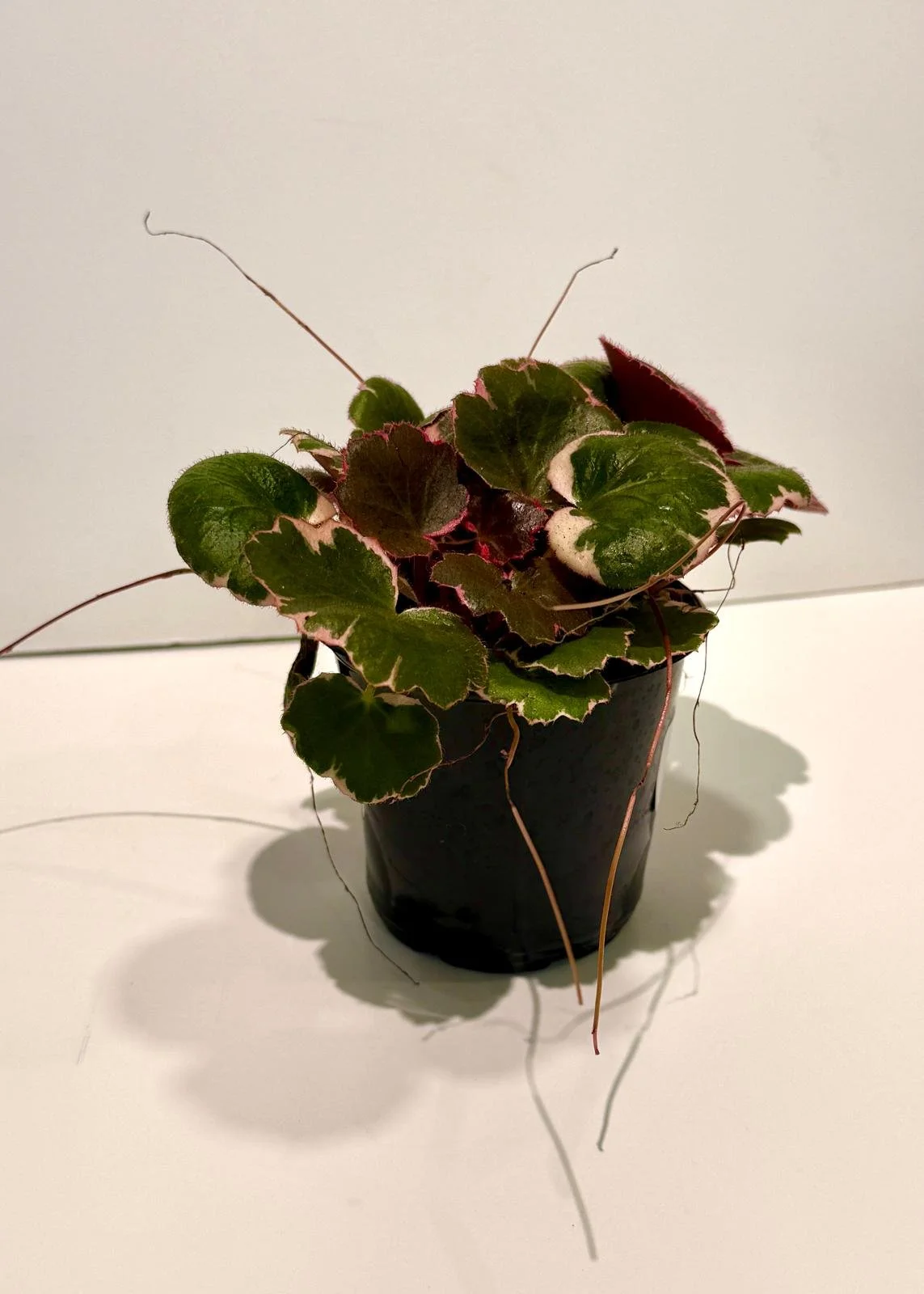 Begonia strawberry variegated.jpeg