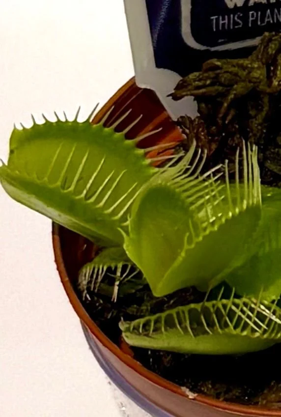 Venus Fly Trap 3”(1).jpeg