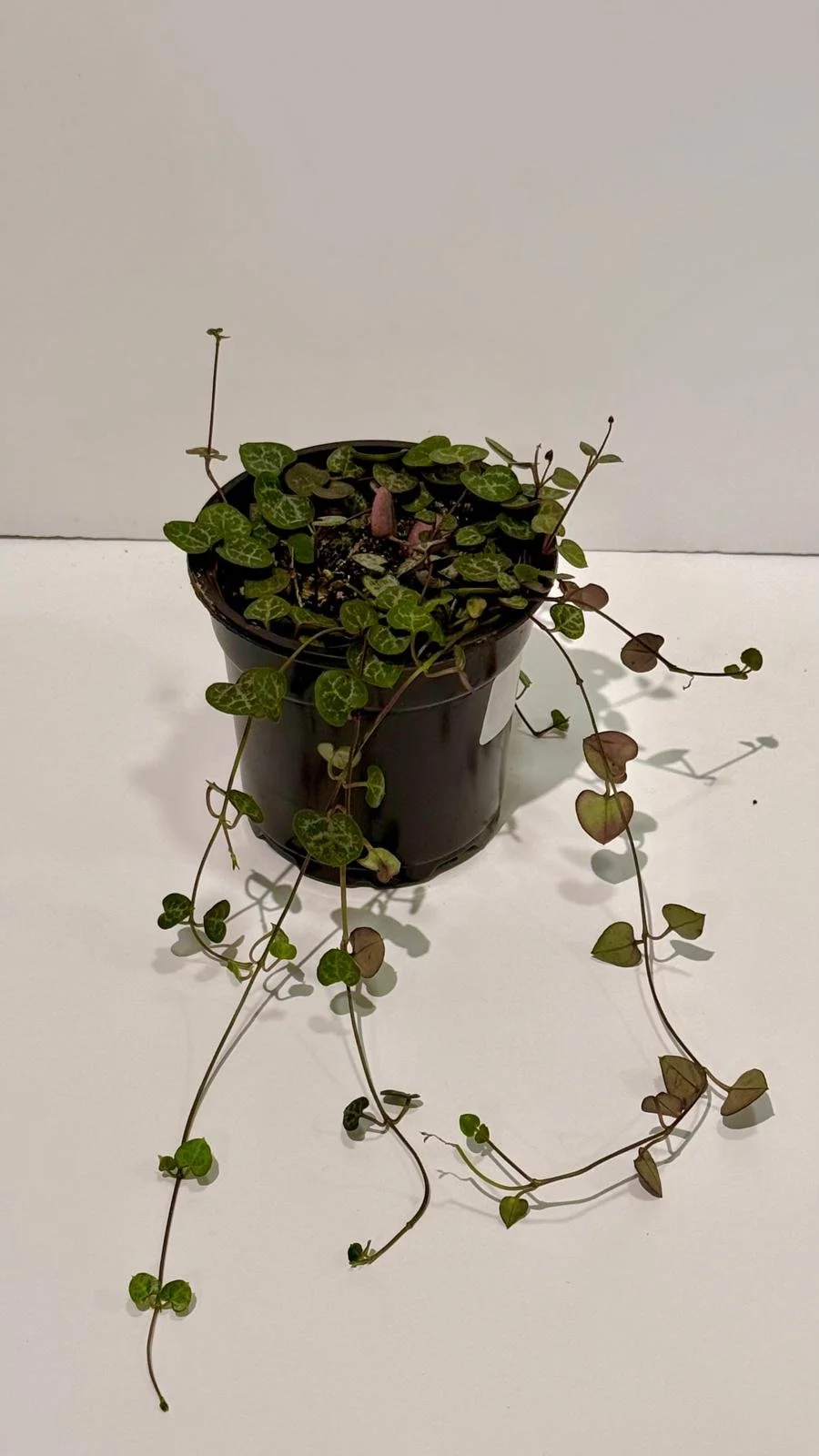 String of hearts.jpeg