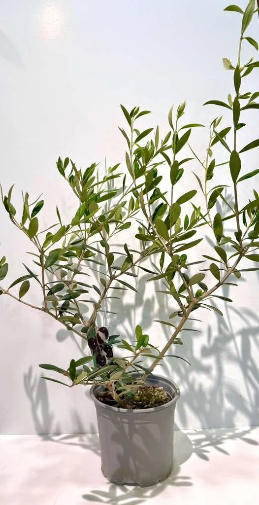 Olive Plant Medium 6”.jpeg