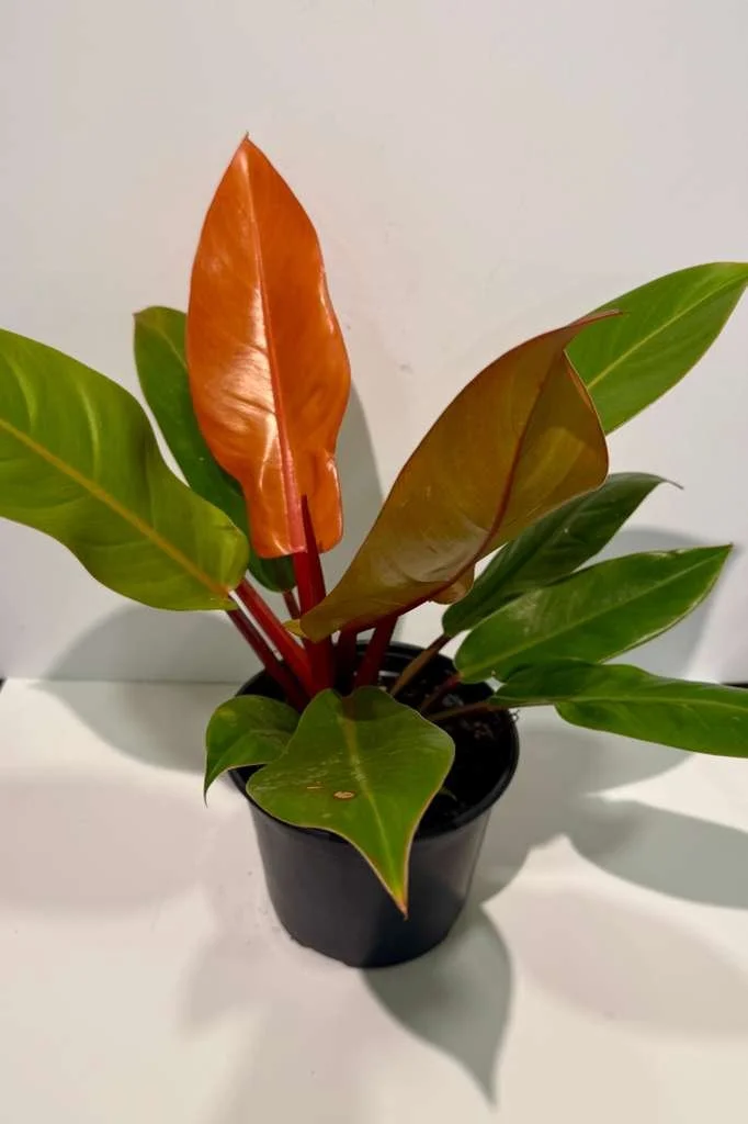 Philo Prince of orange 6”.jpeg