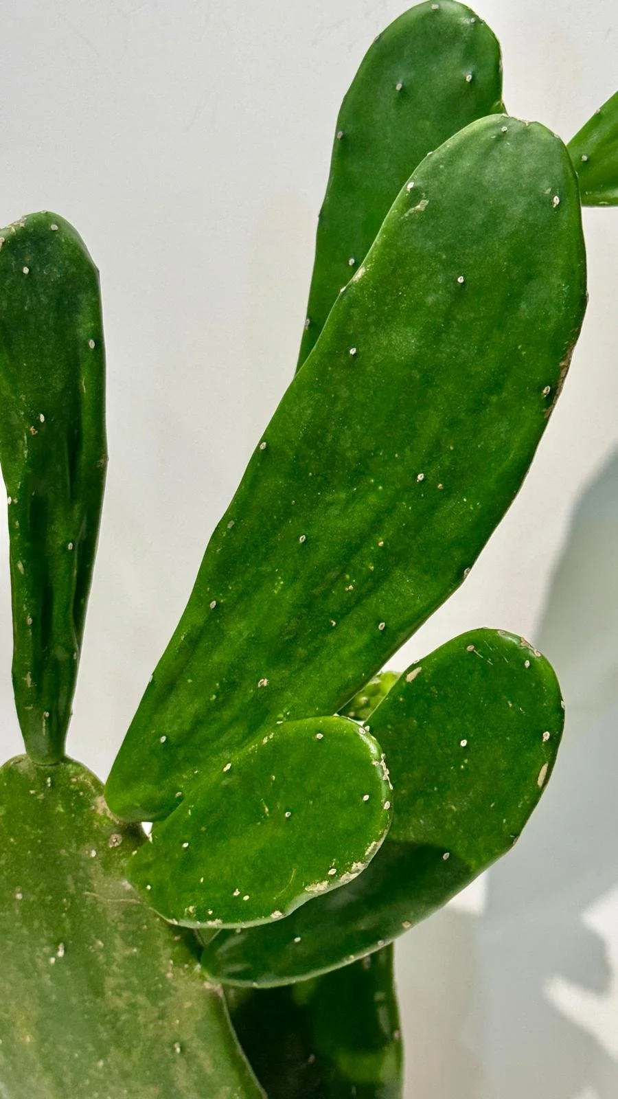 Cactus Prickly Pear1.jpeg