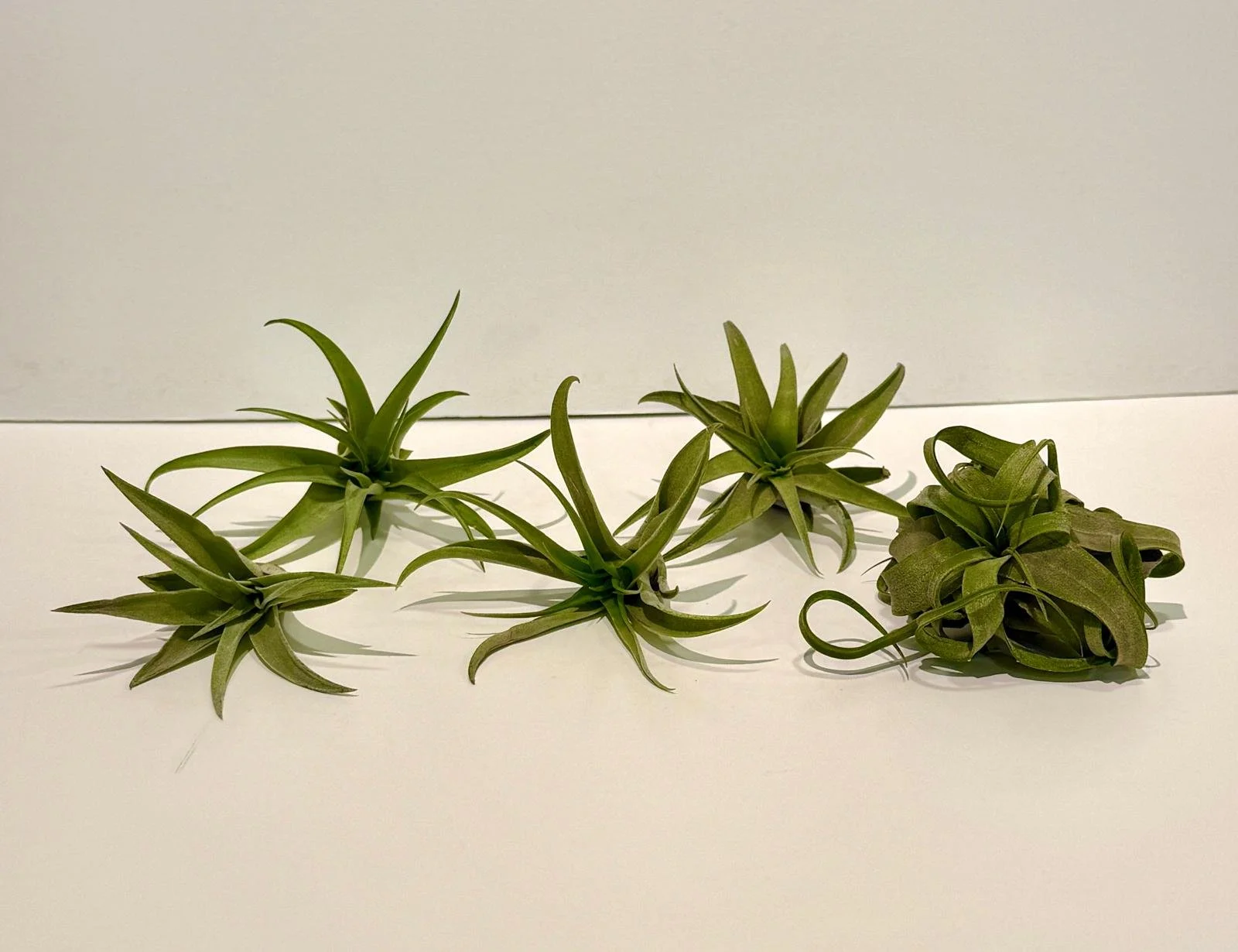 Air Plant Small.jpeg