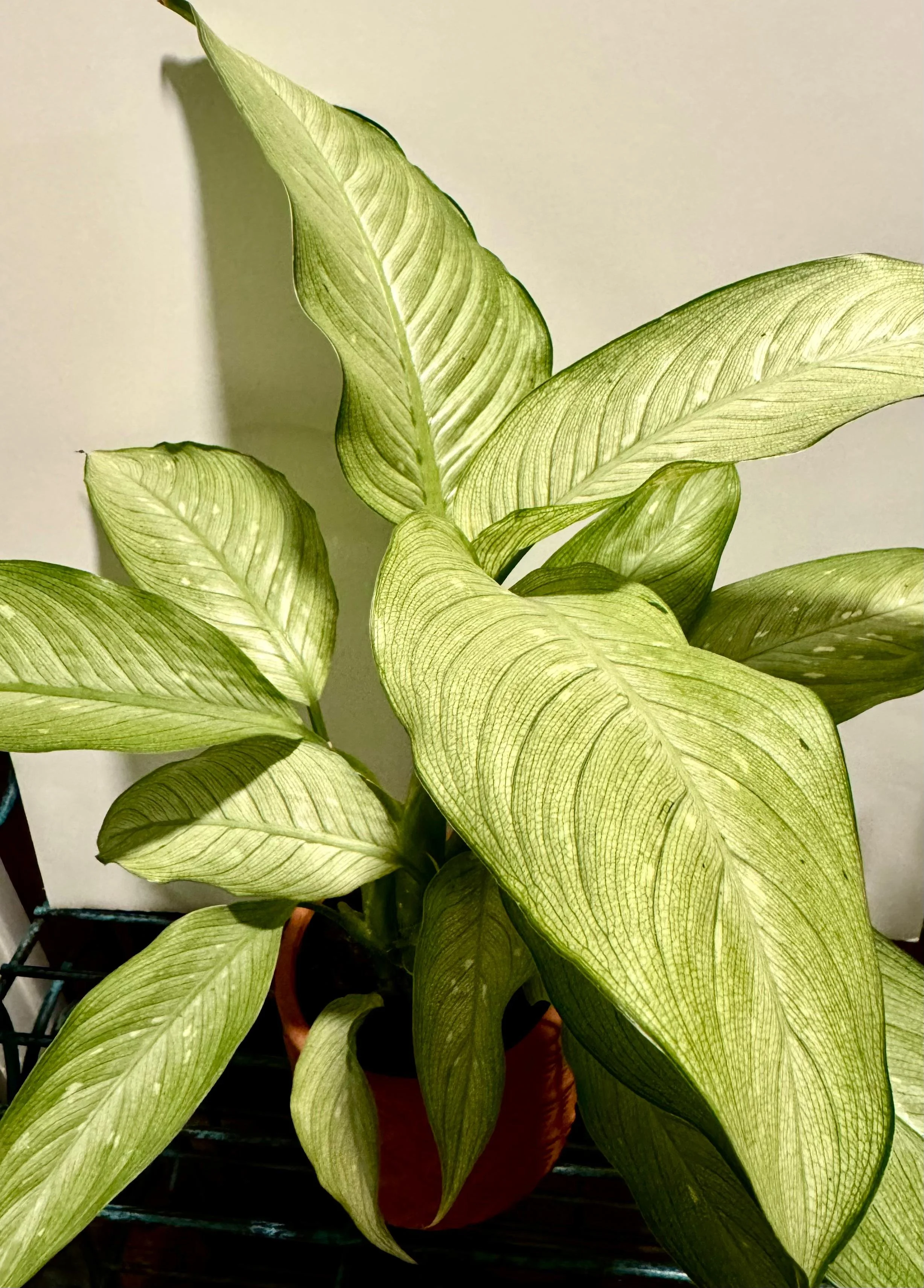 Dieffenbachia Hybrid