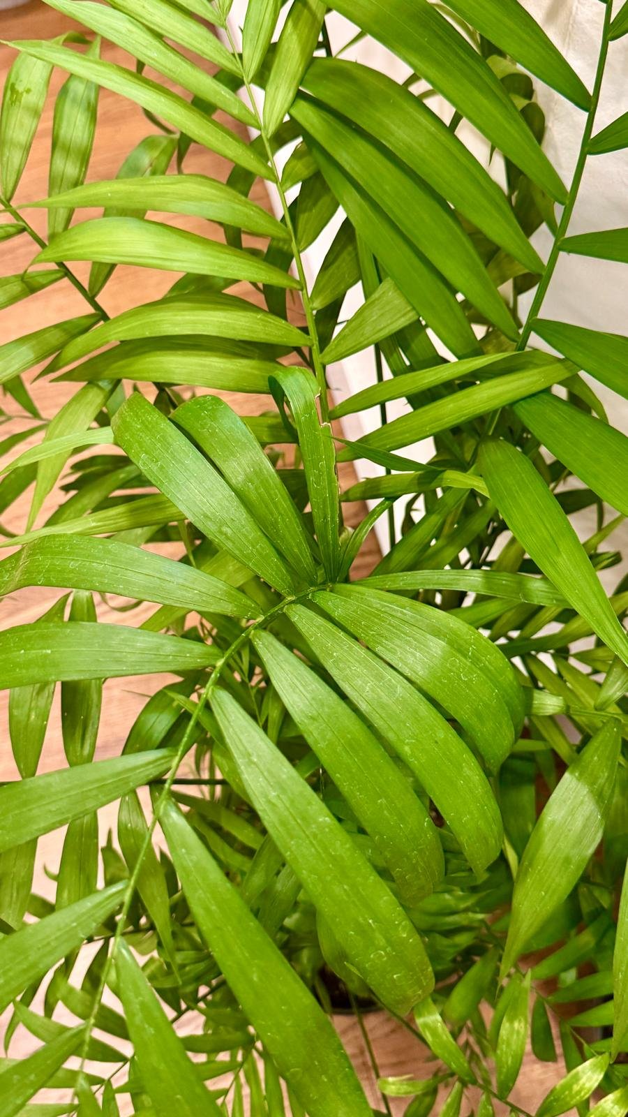 Parlor Palm1(8).jpeg