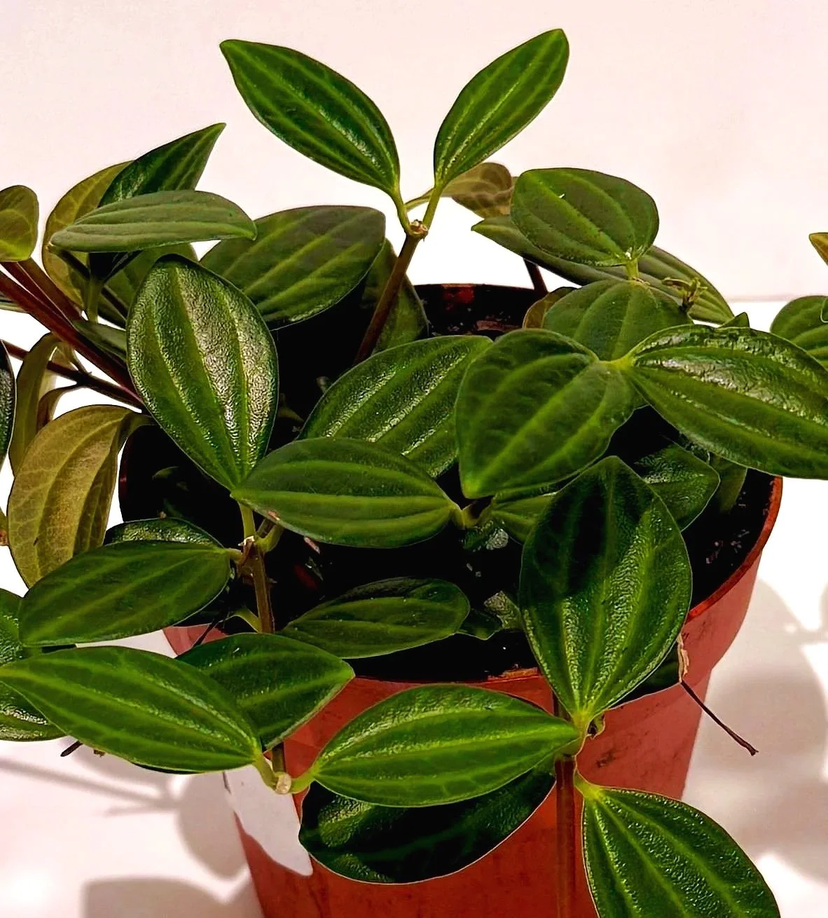 Peperomia+Funky+Frog+4%E2%80%9D%281%29.jpg