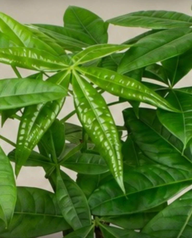 Money tree.jpeg