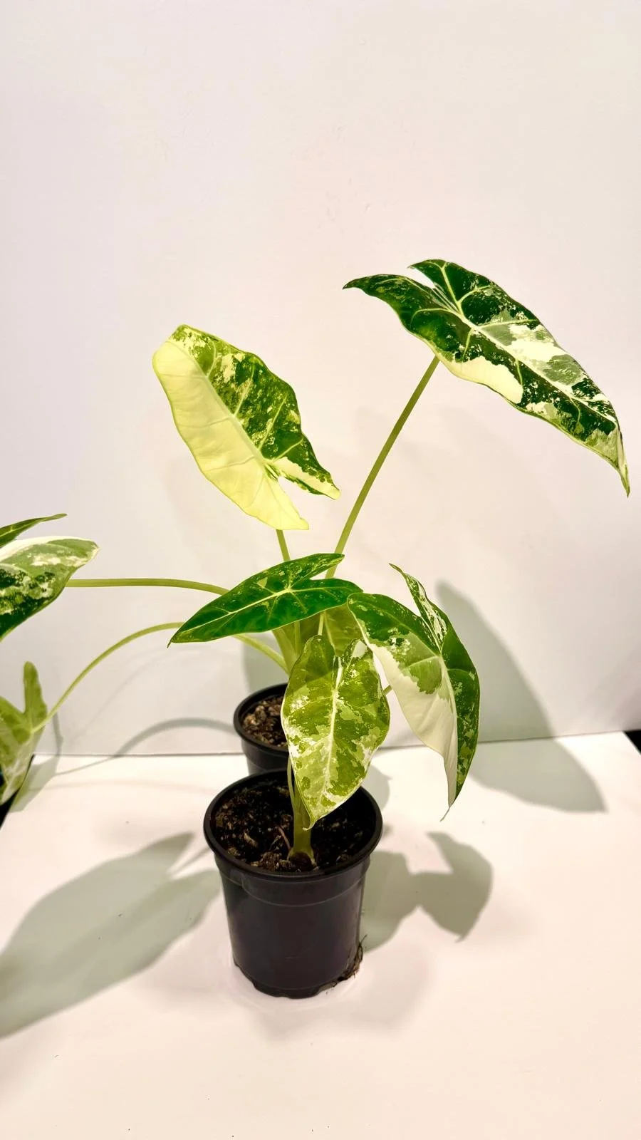 Alocasia Frydek 4”.jpeg