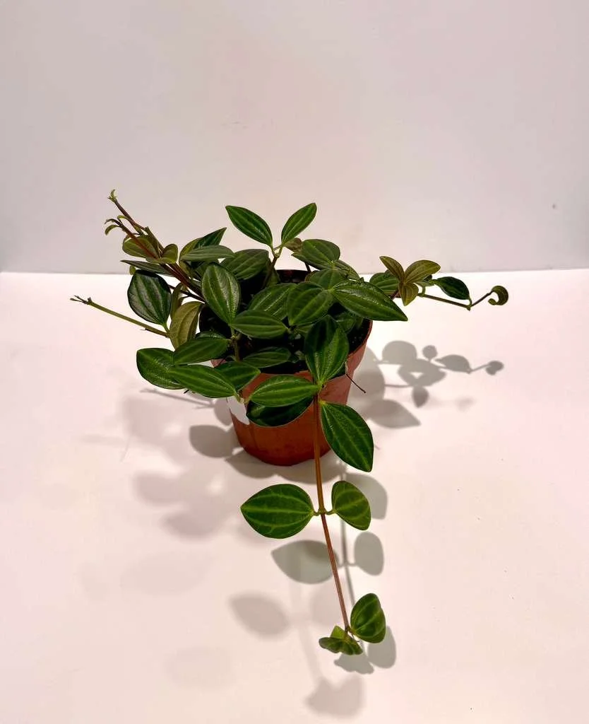 Peperomia Funky Frog 4”.jpeg