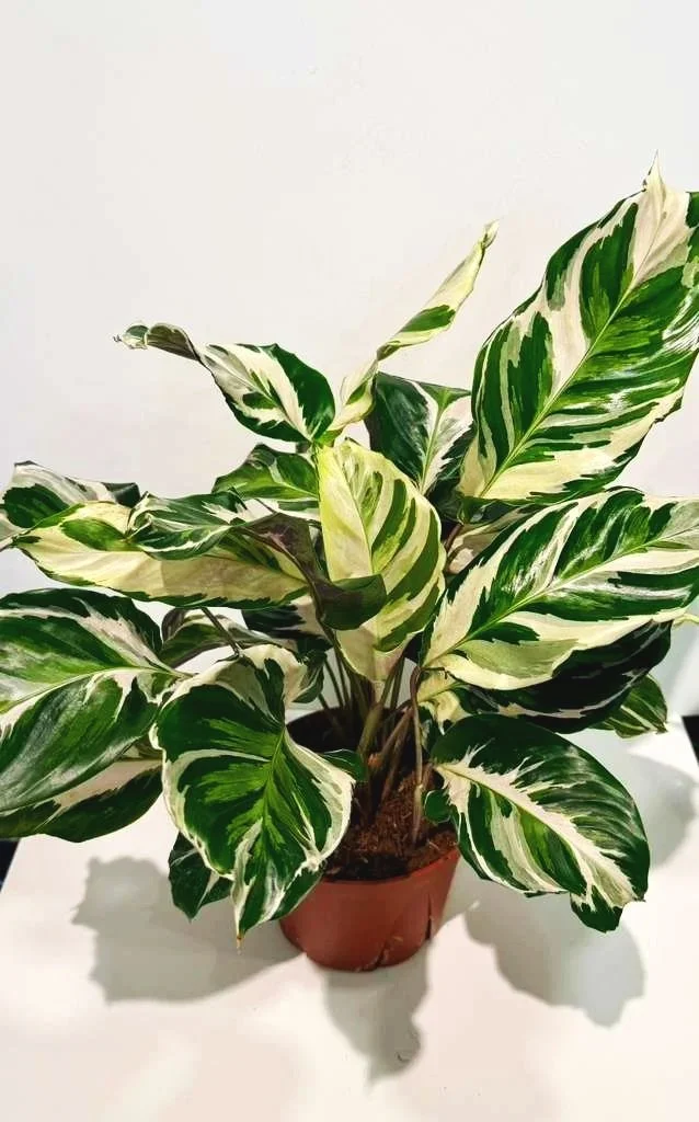 Calathea+Stella+6%E2%80%9D.jpg