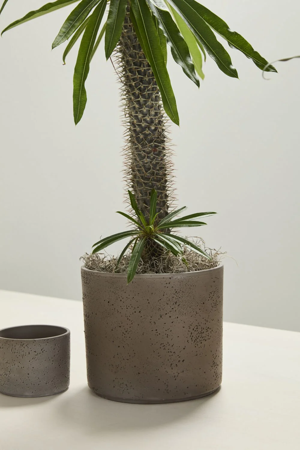 Fulton Pot (1).jpg