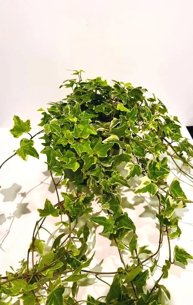 Ivy-English+Variegated+6%E2%80%9D.jpg