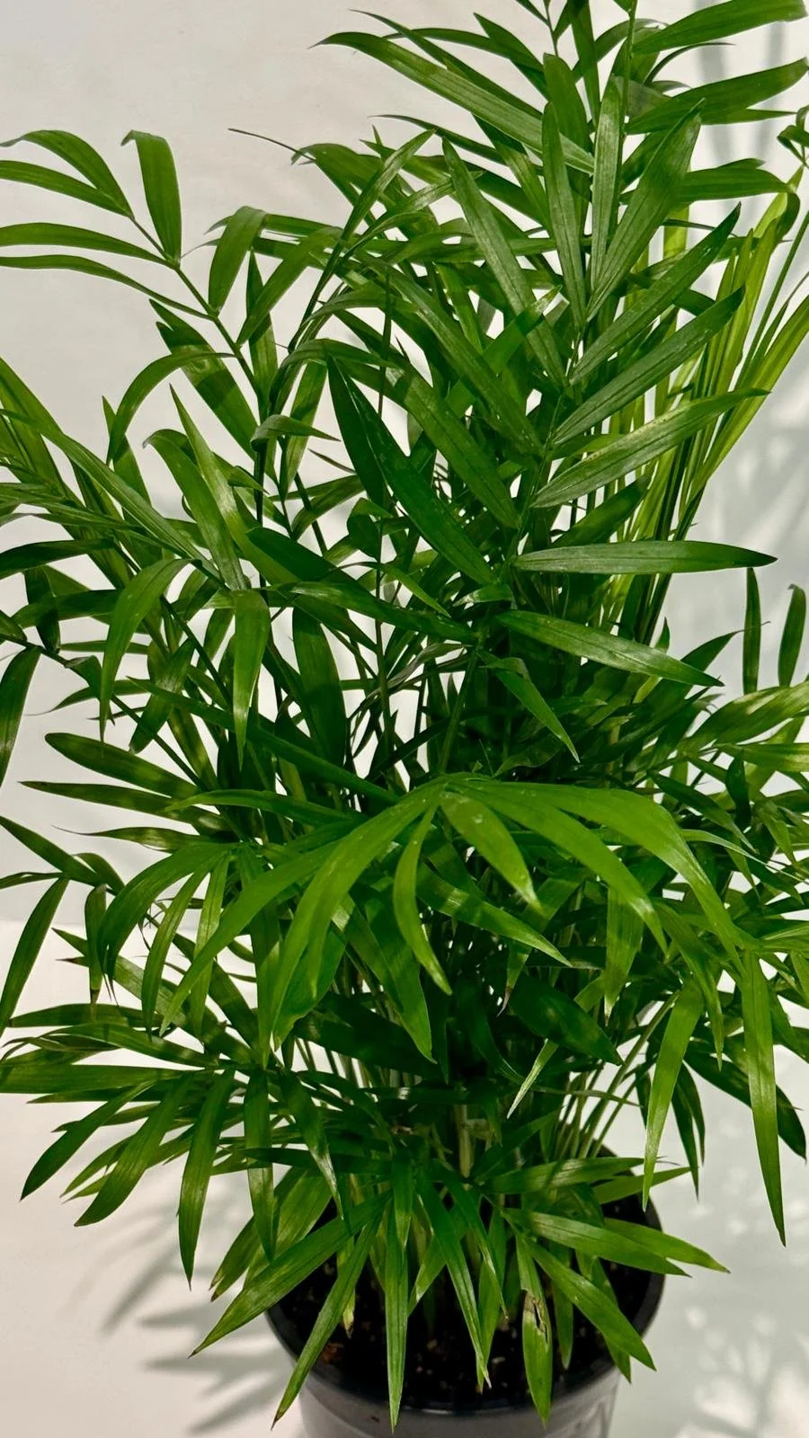 Parlor Palm1.jpeg