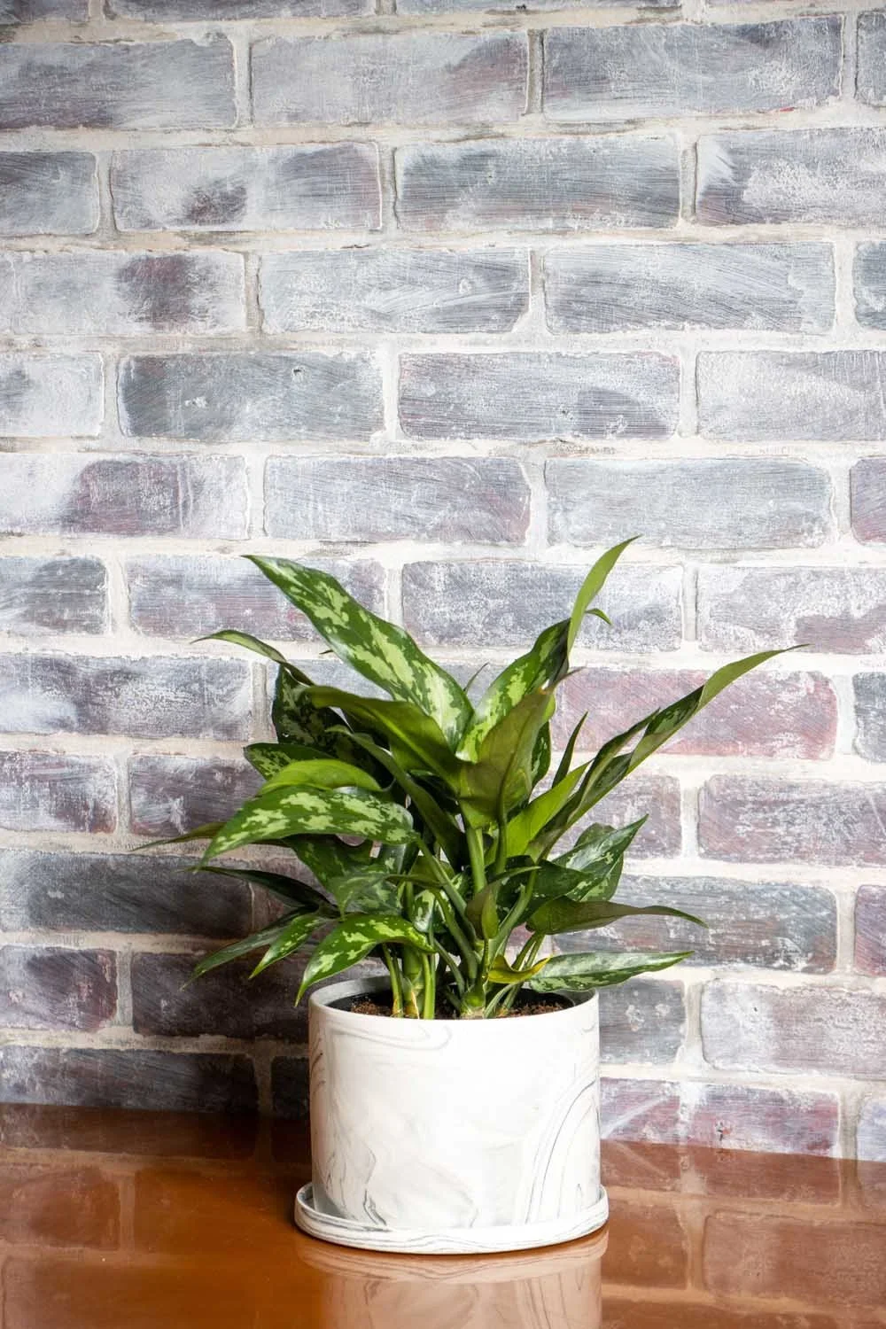Aglaonema Maria Emerald