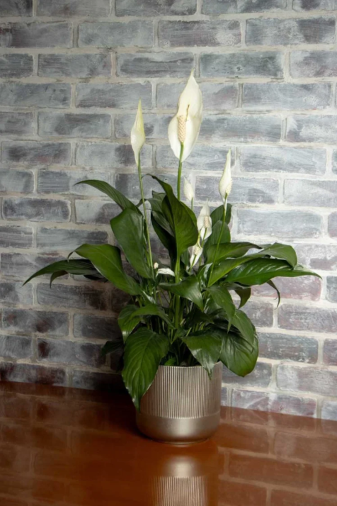 Peace Lily