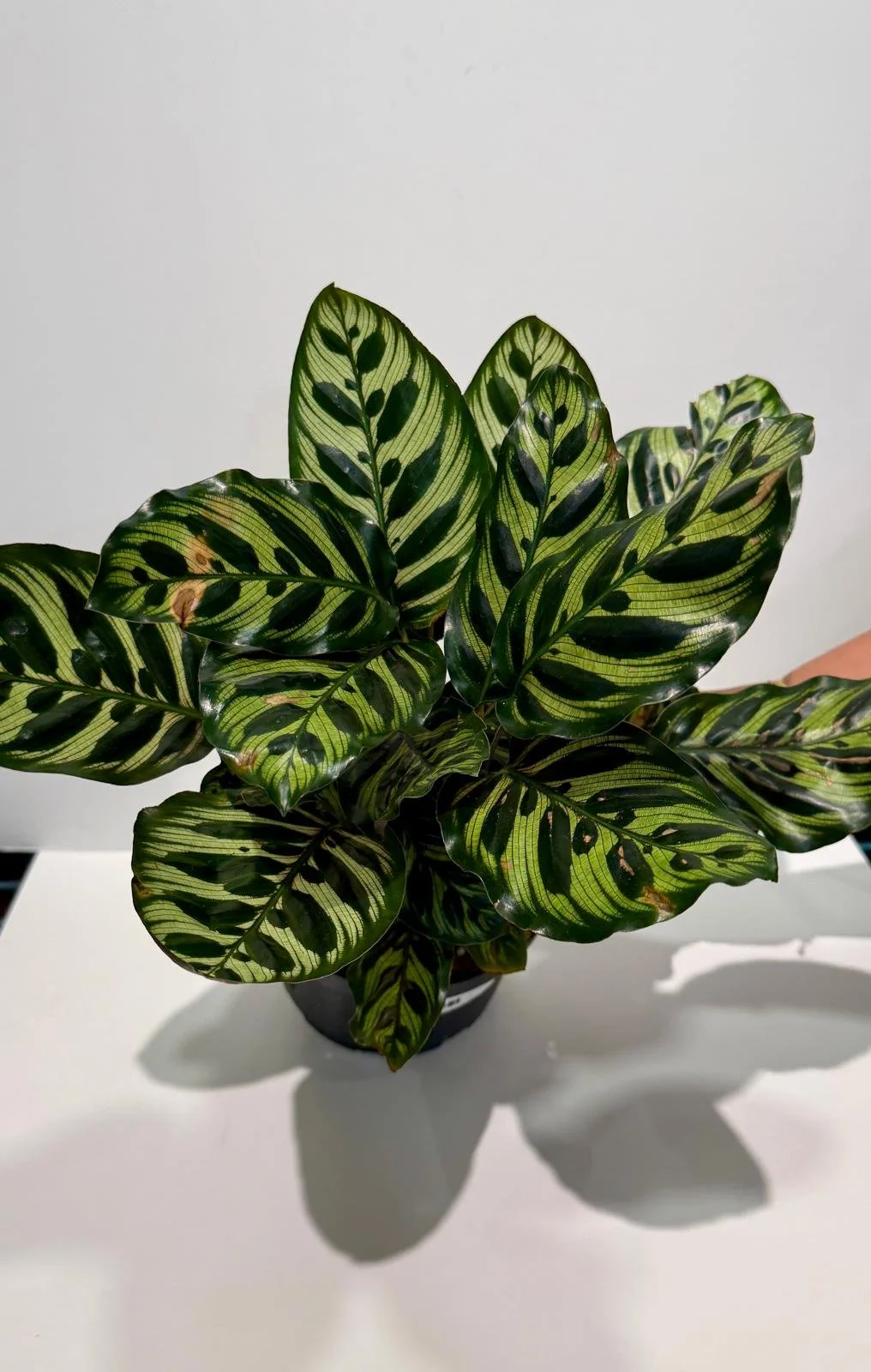Calathea Makoyana