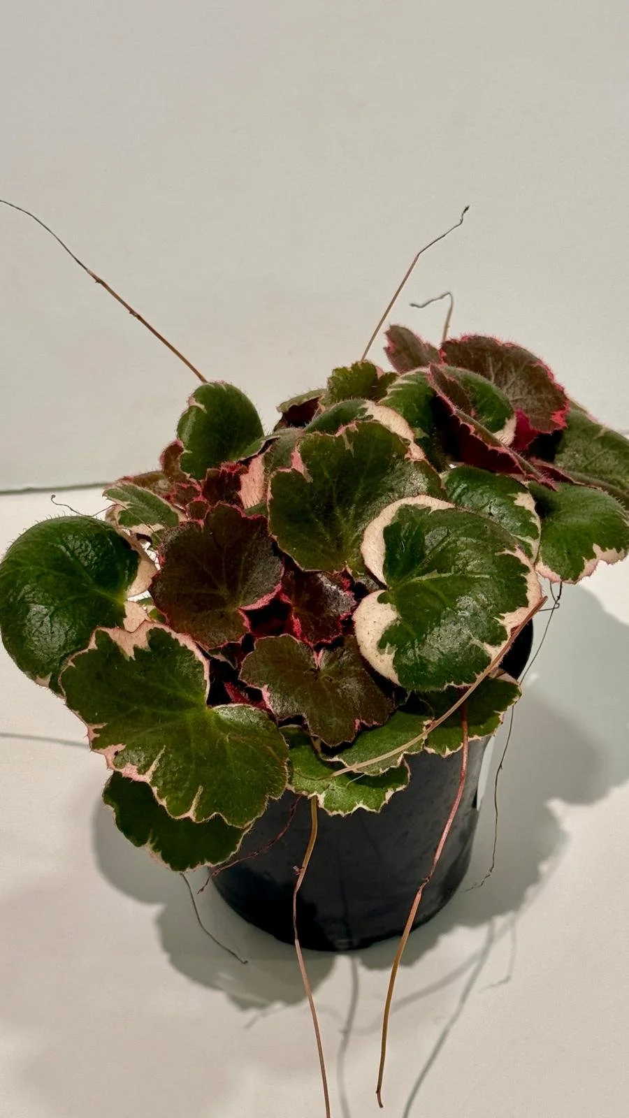 Begonia strawberry variegated1.jpeg