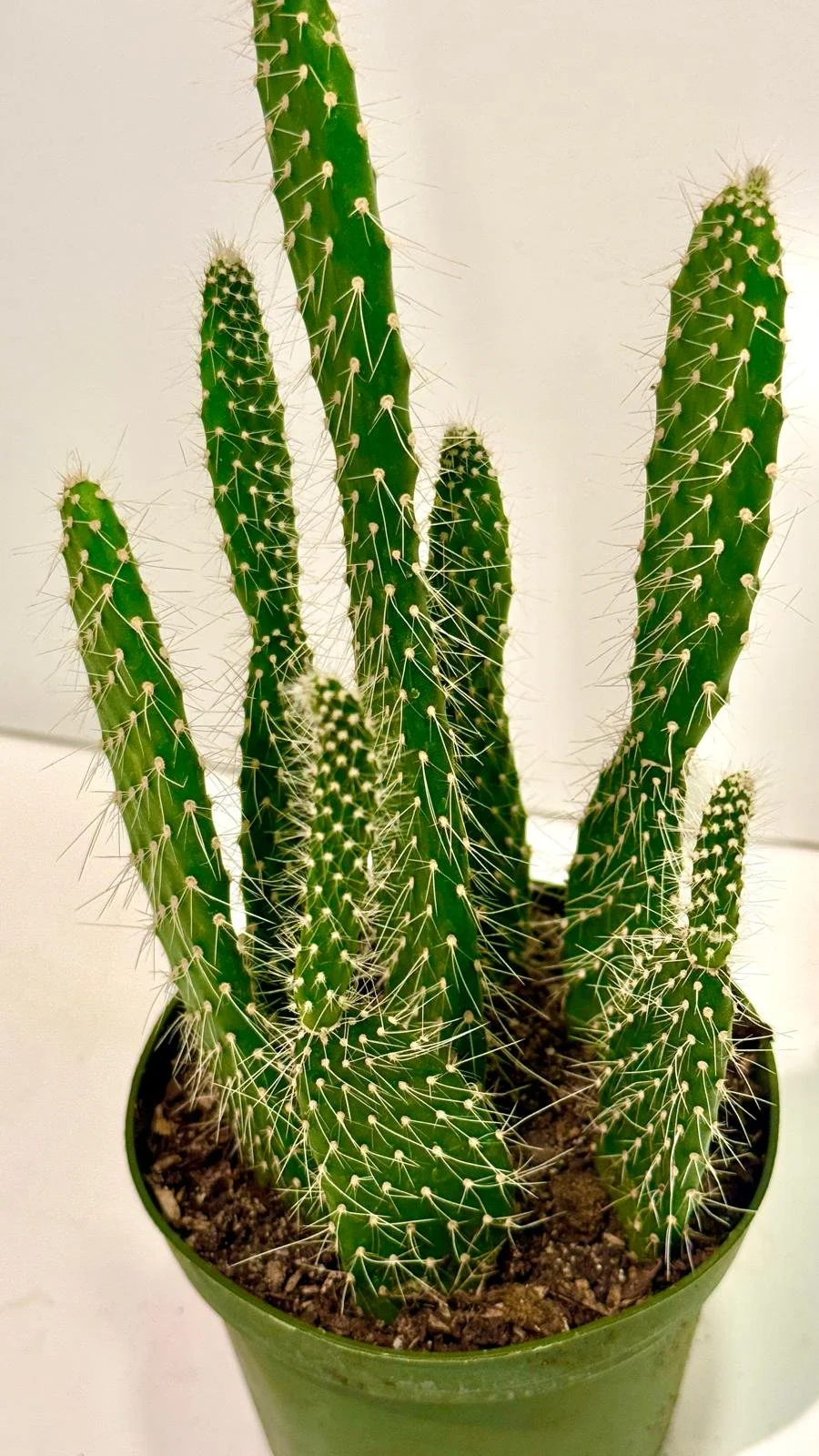 Cactus 4”1.jpeg