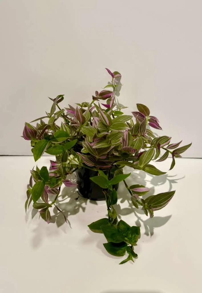 Tradescantia Lavender1.jpeg