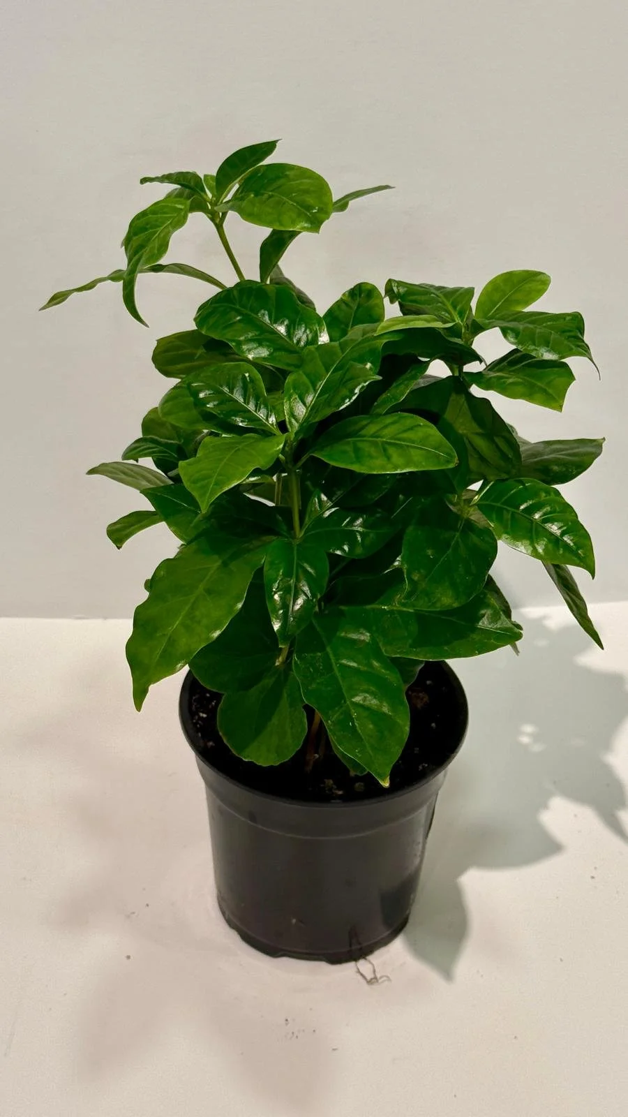 Coffee plant 4”.jpeg
