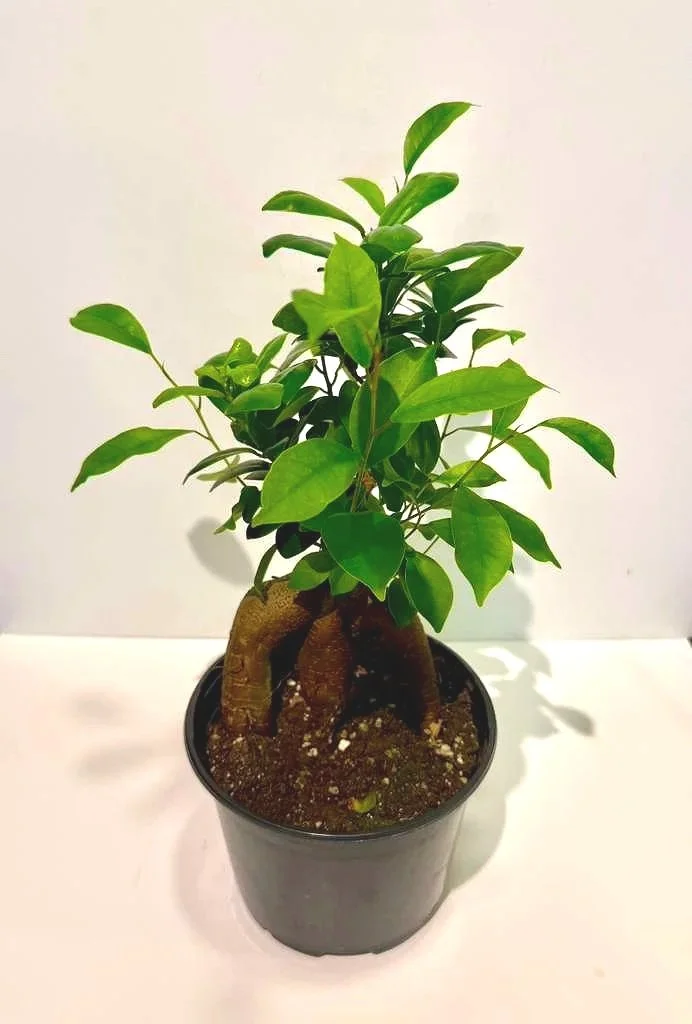 Ficus+Ginseng+Character+6%E2%80%9D.jpg