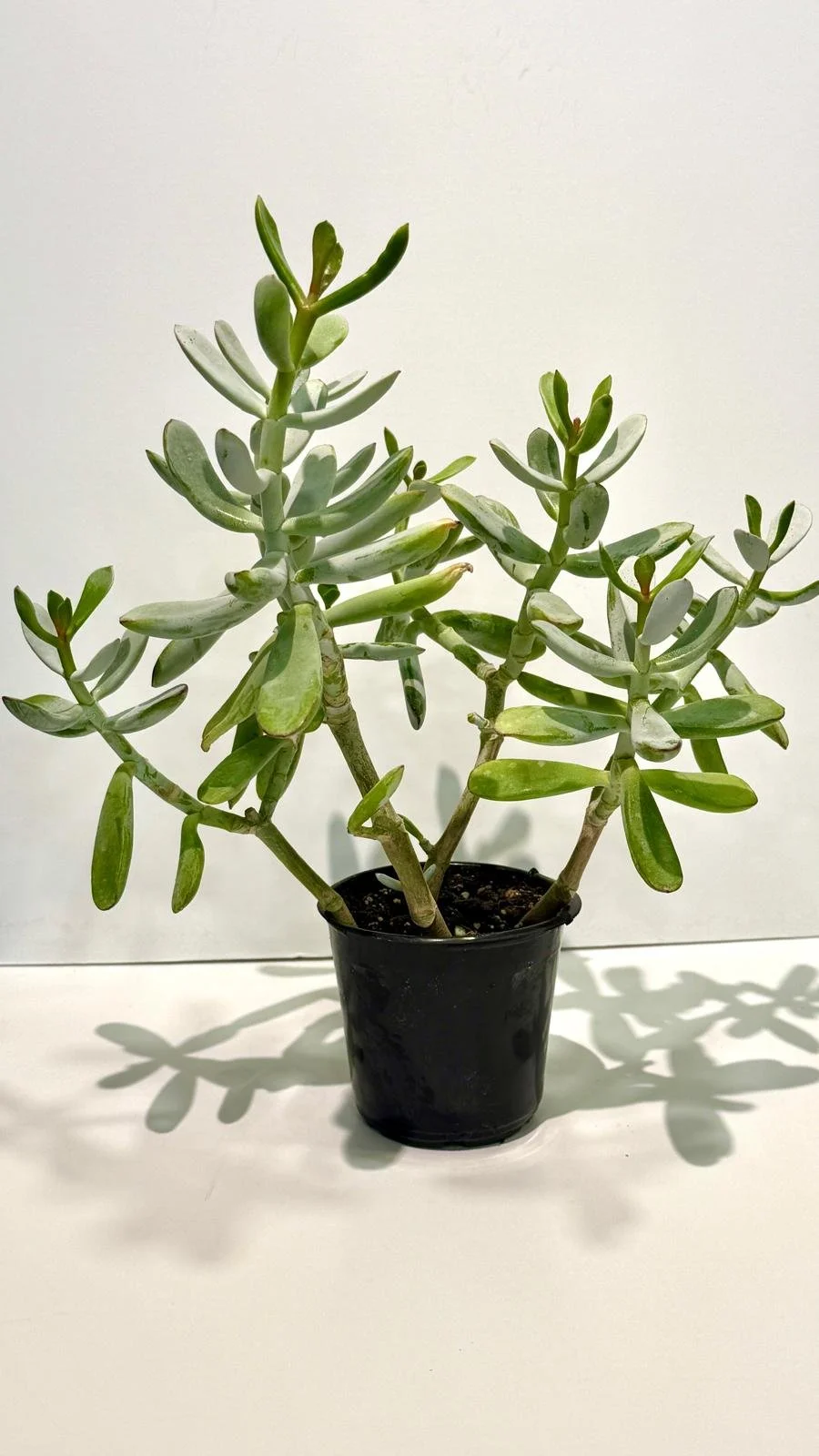 Succulent Silver Jade.jpeg