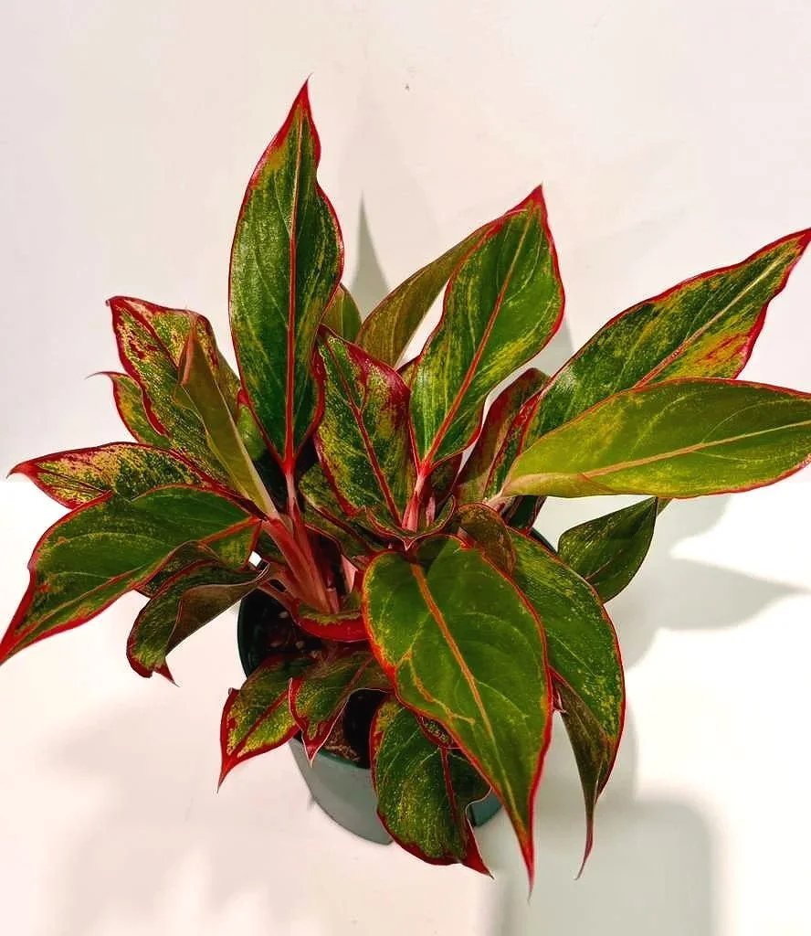 Aglaonema+Siam+Red+6%E2%80%9D.jpg