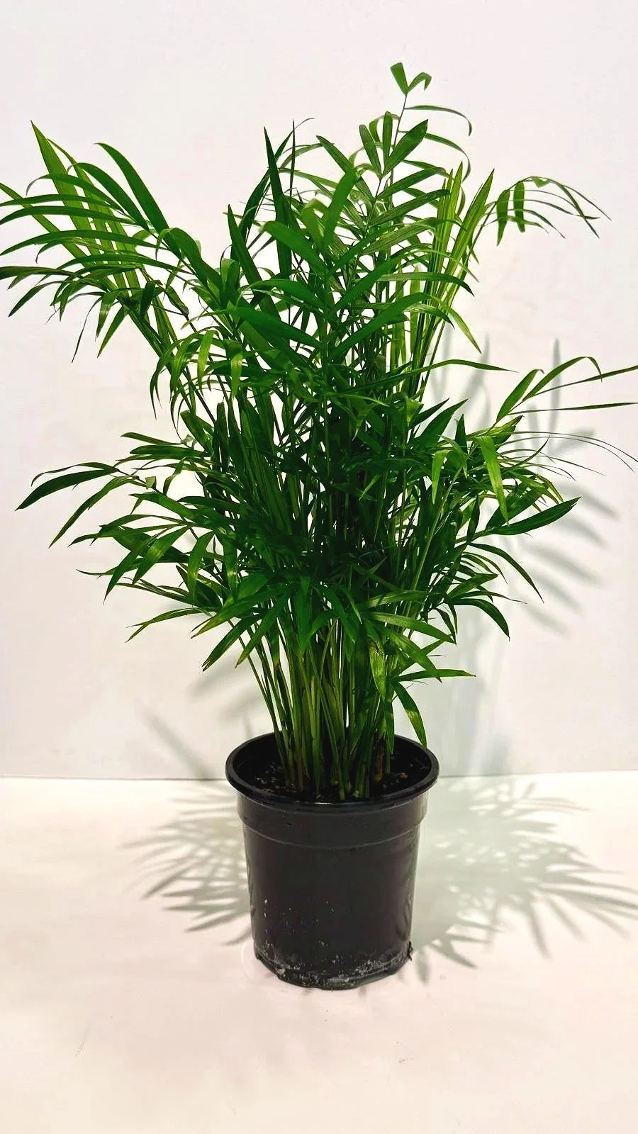 Parlor+Palm.jpg